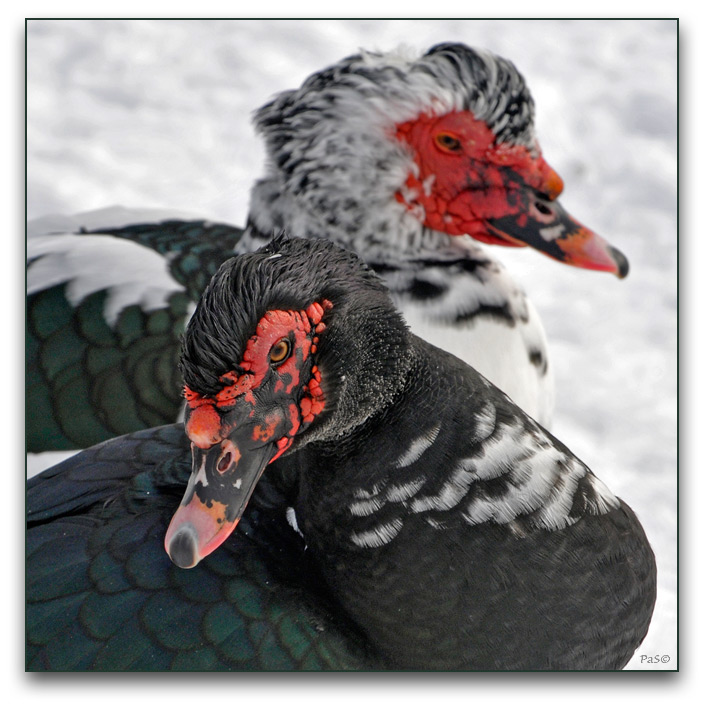 Muscovy Ducks on the Thames River _DSC14766.JPG - click to enlarge image