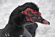 Muscovy Duck female - click to enlarge