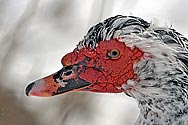 Muscovy Duck male - click to enlarge