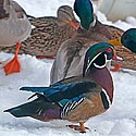 Wood Duck male - click to enlarge