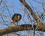 Red-tailed Hawk with prey - click to enlarge
