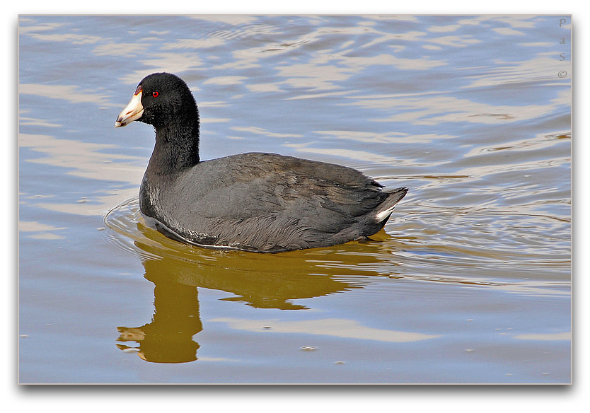 American Coot _DSC16532.JPG - click to enlarge image