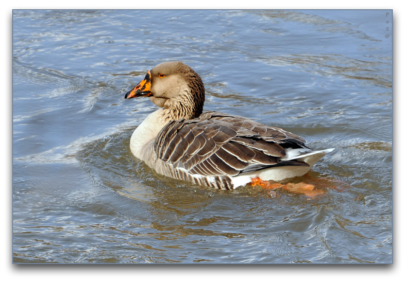Greylag Goose along the Thames River _DSC16621.JPG - click to enlarge image