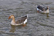 Greylag Geese - click to enlarge