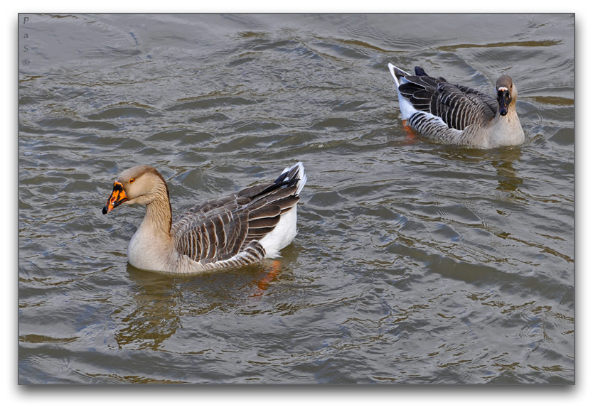 Greylag Geese along the Thames River _DSC16626.JPG - click to enlarge image