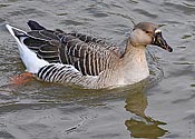 Greylag Goose female - click to enlarge