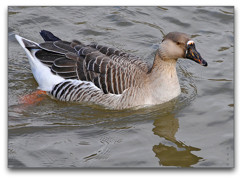 Greylag Goose along the Thames River _DSC16629.JPG - click to enlarge image