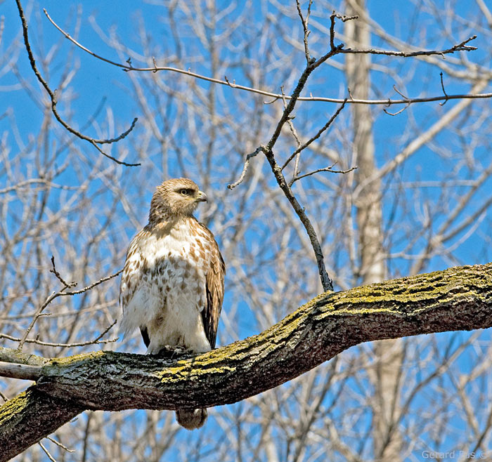 Red-tailed Hawk _DSC1664.JPG - click to enlarge image