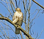Red-tailed Hawk - click to enlarge