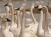 Tundra Swan - click to enlarge