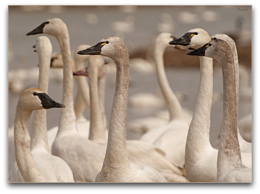 Tundra Swans _DSC17503.JPG - click to enlarge image
