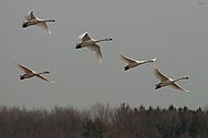 Tundra Swan in flight - click to enlarge