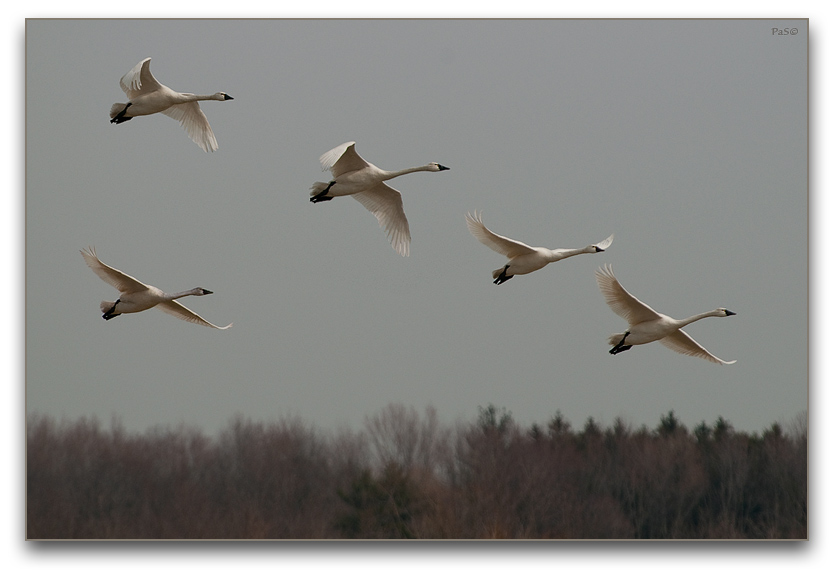 Tundra Swans _DSC17649.JPG - click to enlarge image