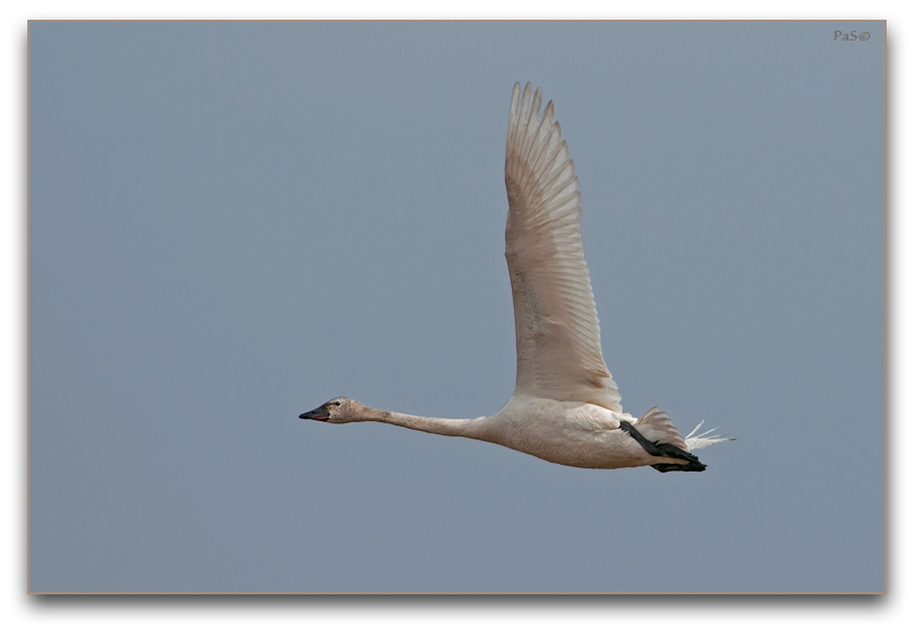 Tundra Swans _DSC17821.JPG - click to enlarge image