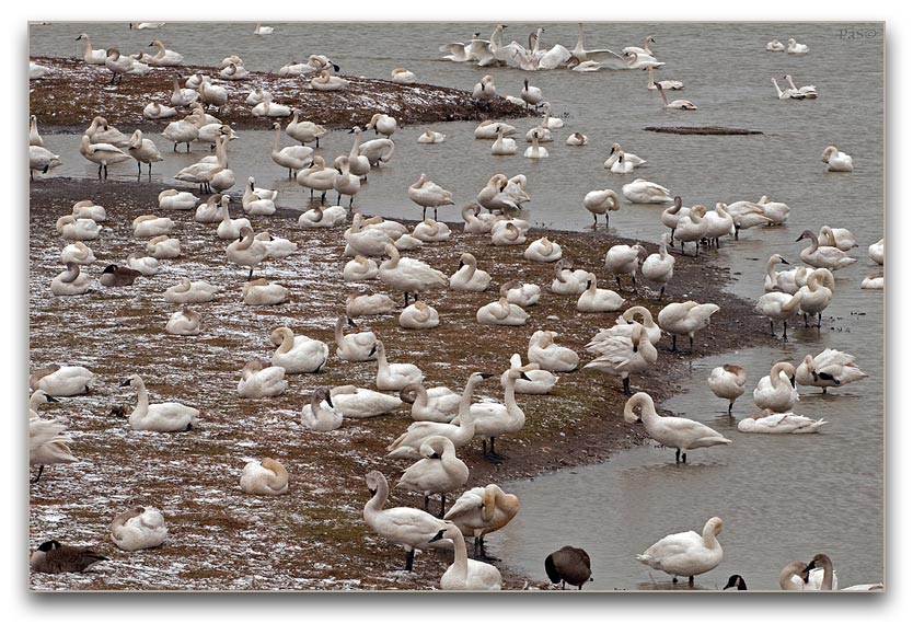 Tundra Swans _DSC17861.JPG - click to enlarge image