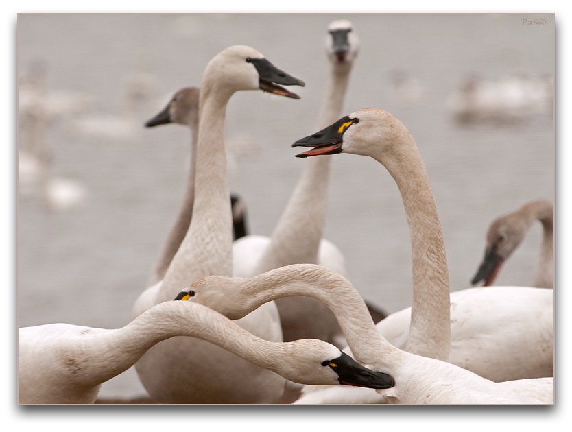 Tundra Swans _DSC18027.JPG - click to enlarge image