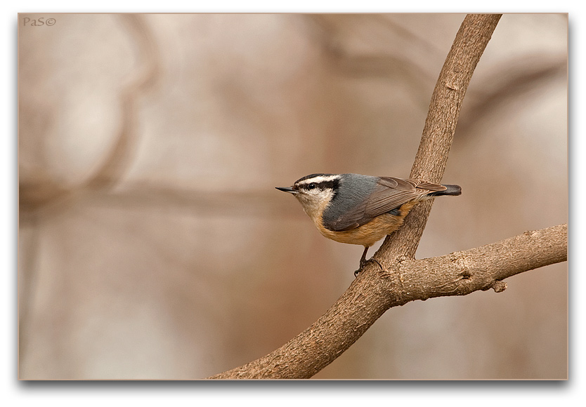 Red-breasted Nuthatch _DSC18138.JPG - click to enlarge image