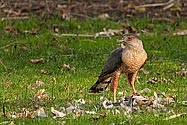 Sharp-shinned Hawk with prey - click to enlarge