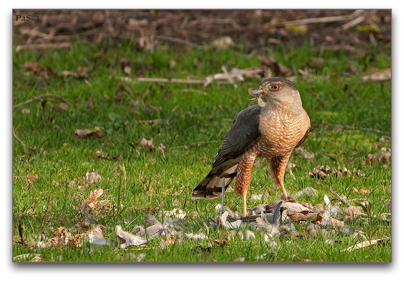 Sharp-shinned Hawk with prey _DSC19381.JPG - click to enlarge image