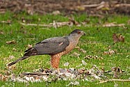 Sharp-shinned Hawk with prey - click to enlarge