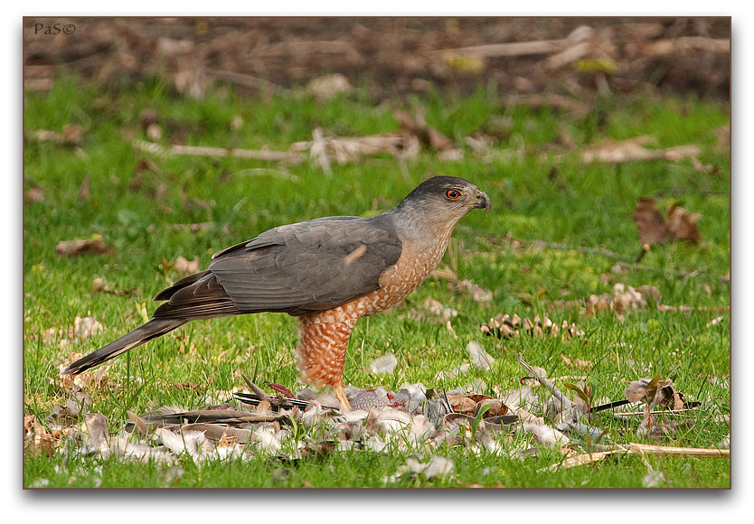 Sharp-shinned Hawk with prey _DSC19402.JPG - click to enlarge image