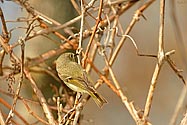 Ruby-crowned Kinglet - click to enlarge