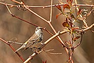 Yellow-rumped Warbler - click to enlarge