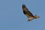 Osprey in flight - click to enlarge