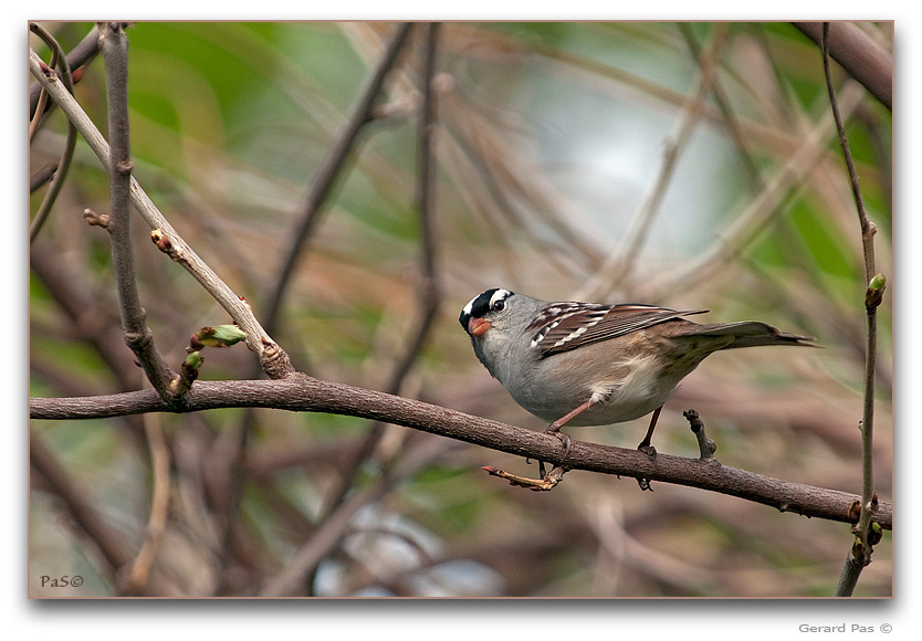 White-crowned Sparrow _DSC19873.JPG - click to enlarge image