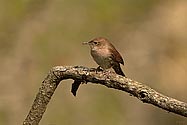 House Wren - click to enlarge