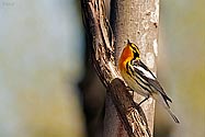 Blackburnian Warbler male - click to enlarge