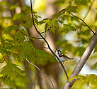 Chestnut-sided Warbler male - click to enlarge