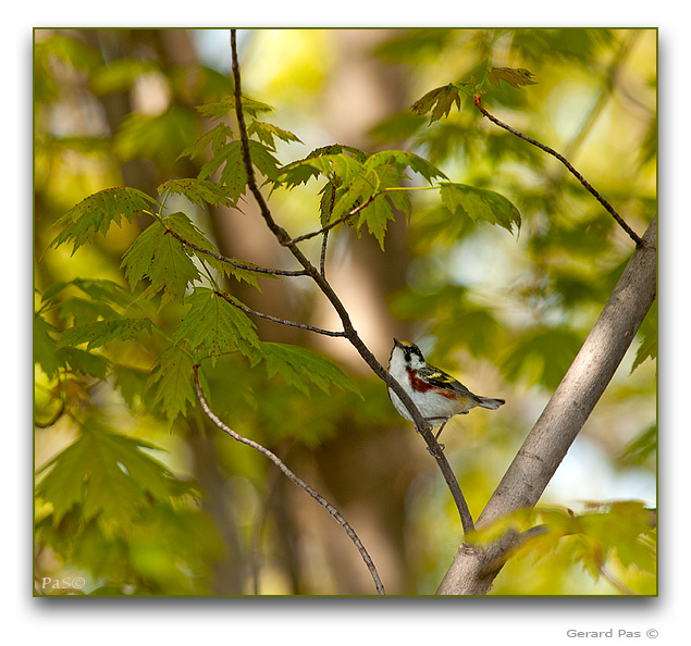 Chestnut-sided Warbler - click to enlarge image
