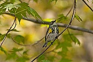 Yellow-rumped Warbler - click to enlarge