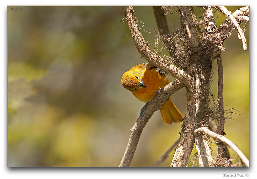 Northern Oriole - female _DSC20042.JPG - click to enlarge image