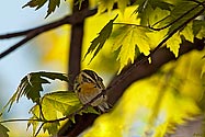 Blackburnian Warbler female - click to enlarge