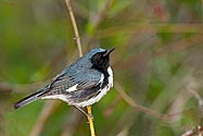Black-throated Blue Warbler - click to enlarge