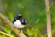 Black-throated Blue Warbler - click to enlarge