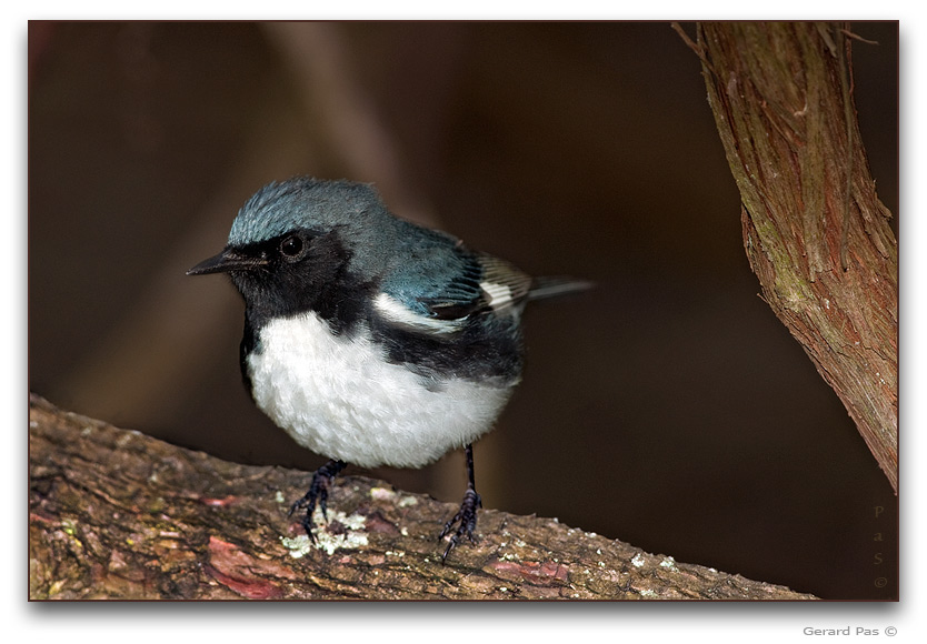 Black-throated Blue Warbler _DSC20141.JPG - click to enlarge image