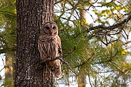 Barred Owl - click to enlarge