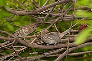 House Finch - click to enlarge
