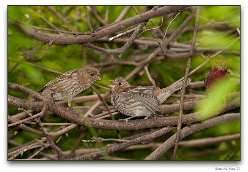 House Finch _DSC20449.JPG - click to enlarge image