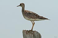 Upland Sandpiper - click to enlarge