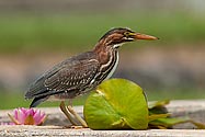 Green Heron - click to enlarge