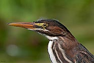 Green Heron - click to enlarge