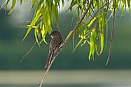 Eastern Phoebe - click to advance