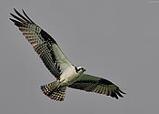 Osprey in flight - click to enlarge