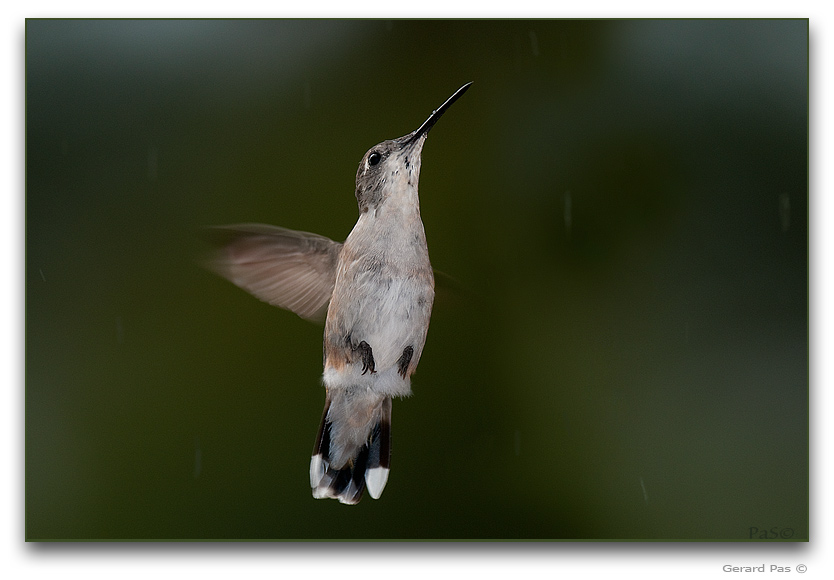 Ruby-throated Hummingbird _DSC23382.JPG - click to enlarge image