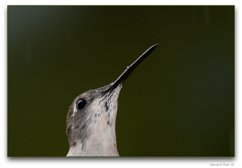 Detail of Ruby-throated Hummingbird _DSC23382.JPG - click to enlarge image