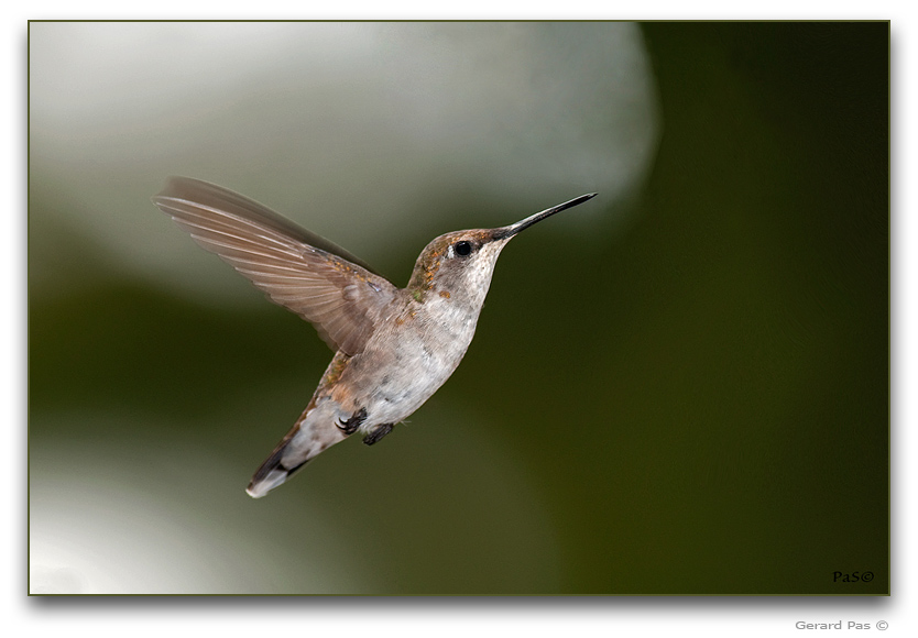 Ruby-throated Hummingbird _DSC23407.JPG - click to enlarge image